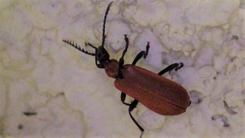 Réf. 275 135 : Pyrochroa coccinea